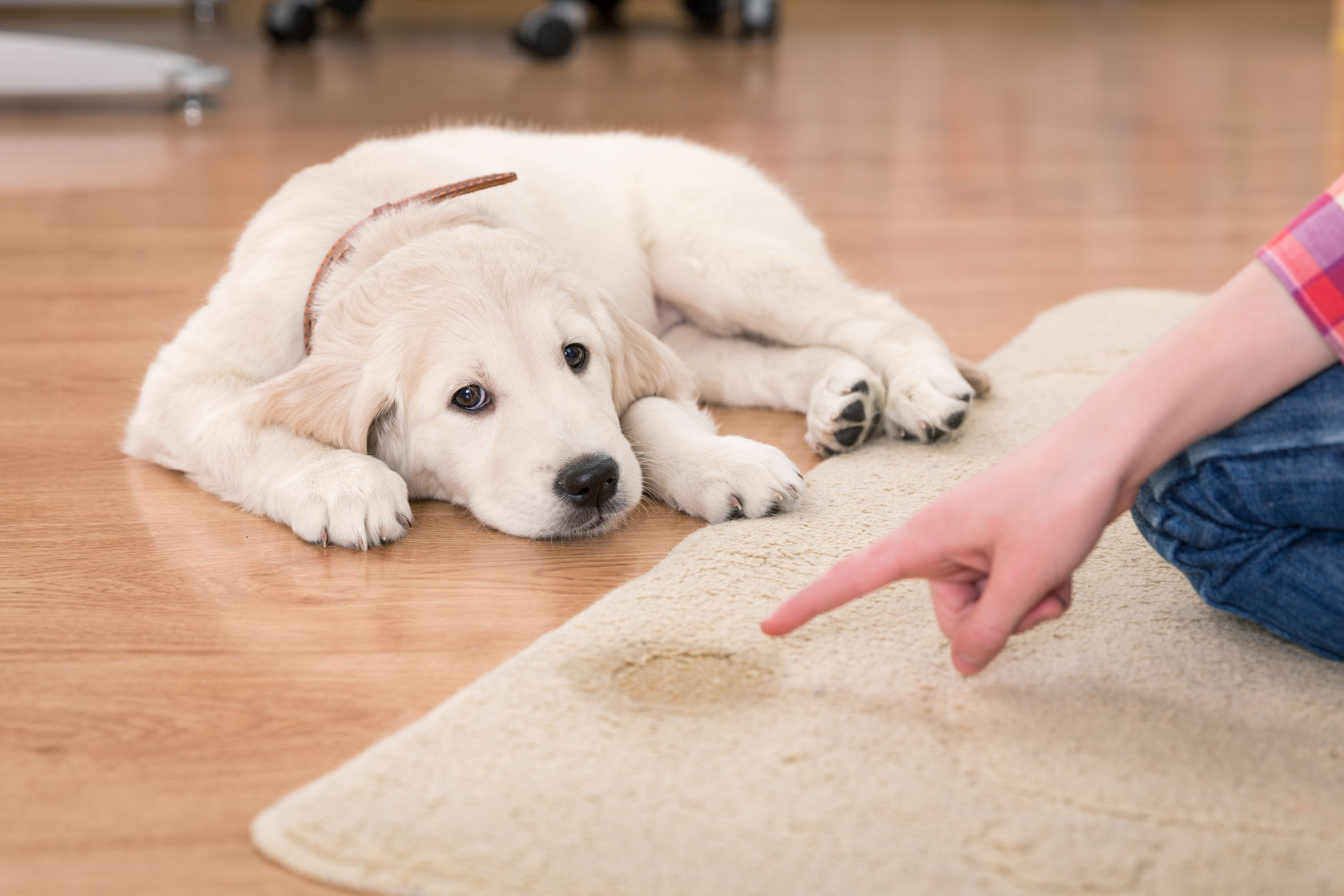 How to Potty Train a Puppy Fast and Forever