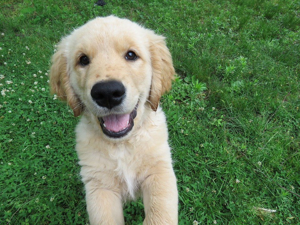 How to Stop a Puppy Jumping Up on People