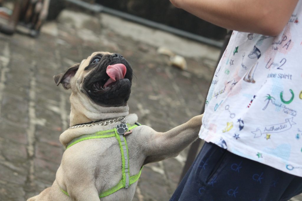 Pug Jumping Up on Person
