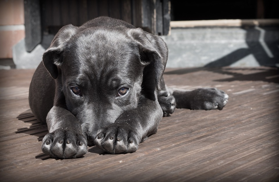 Black Labrador Puppy looking as though its been naughty