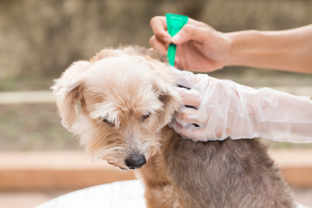 Flea prevention treatment for dogs