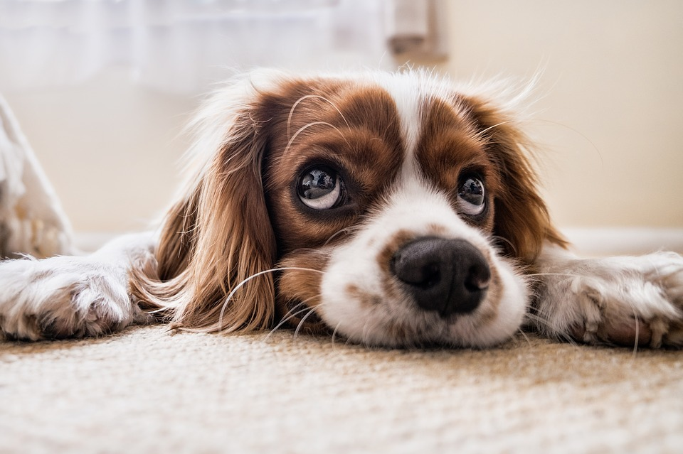 How to remove a tick from a dog image