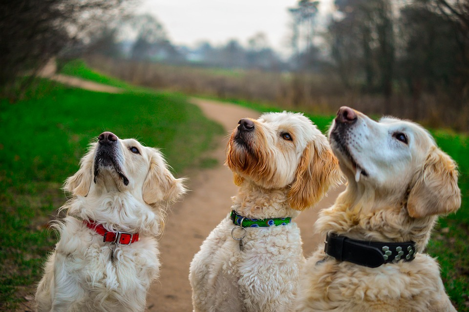 Irresistible Dog Ice Cream Recipes Image of Dog Looking Intently and Drooling