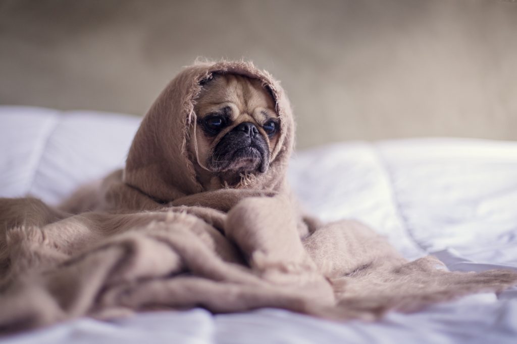 Pug wrapped up in a blanket on bed