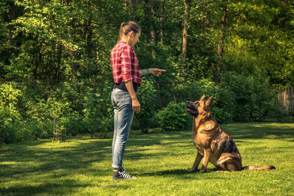 Training a German Shepard to Sit