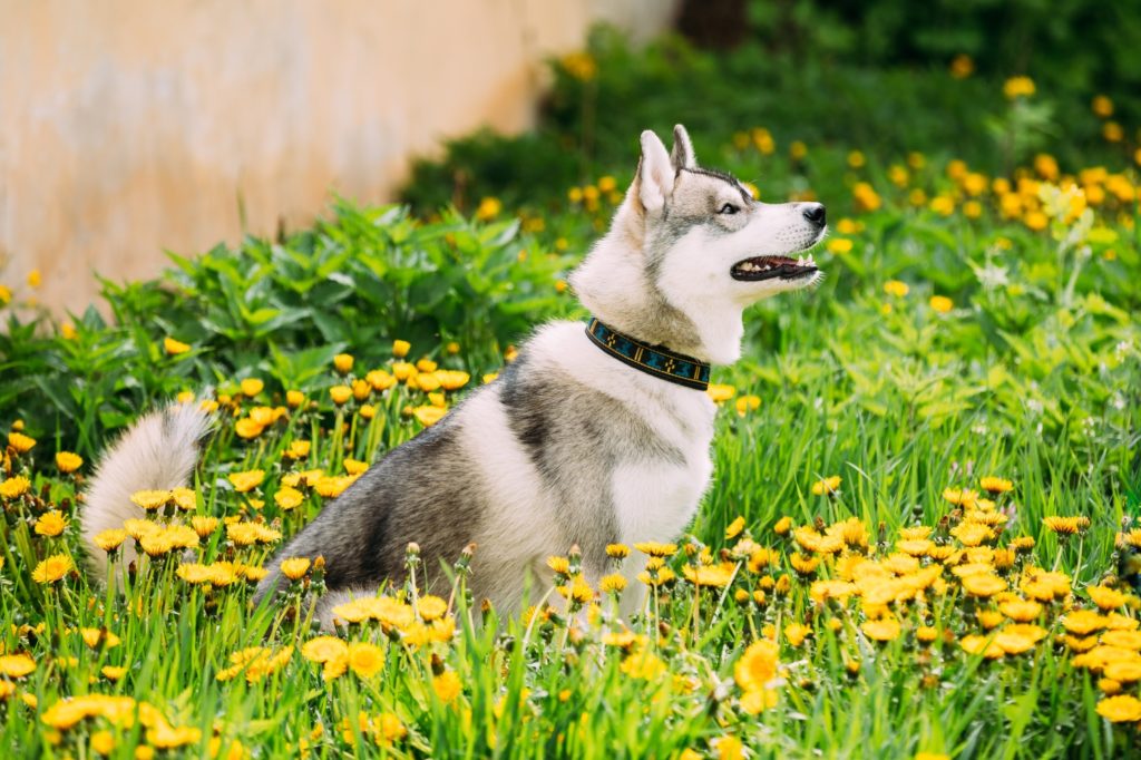 Husky in Sit Position Outside