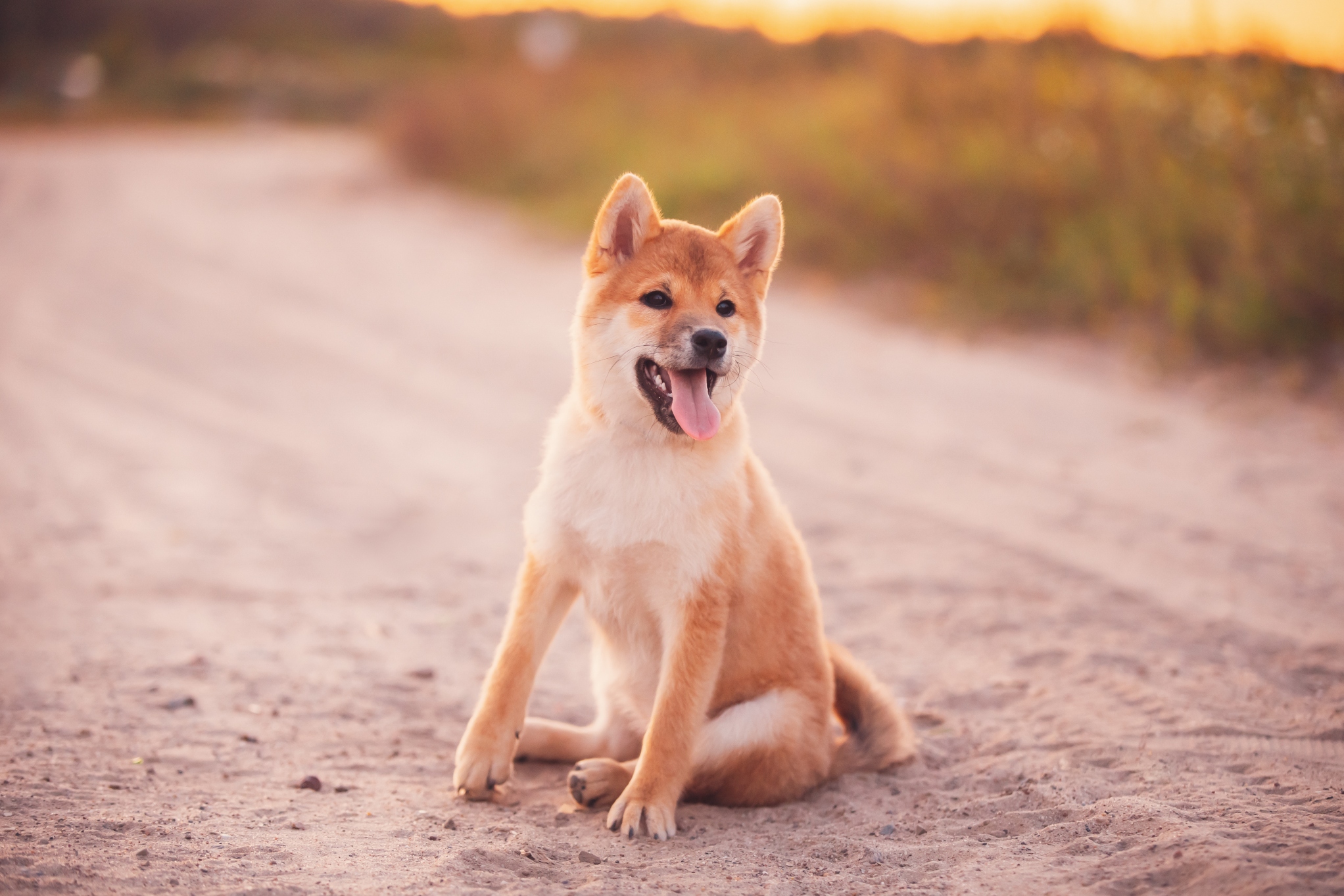 How to Teach a Dog to Sit on Command (Every Time!) - All Doggos