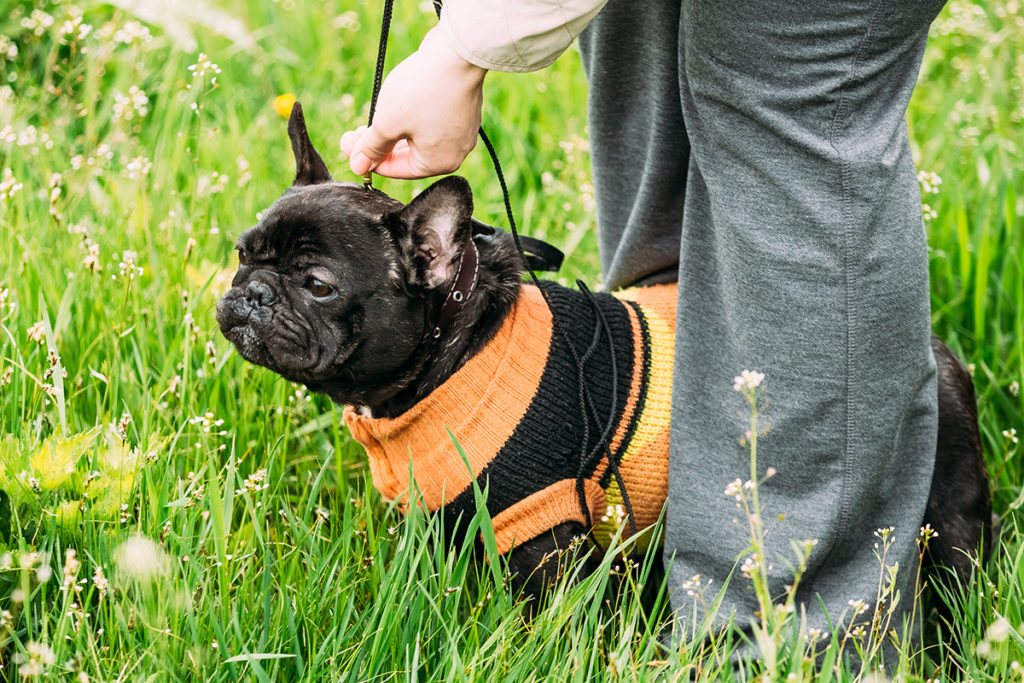 Pug on lead between owners legs