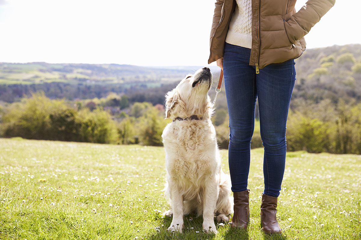 Close Up Of Golden Retriever at Class In Countryside