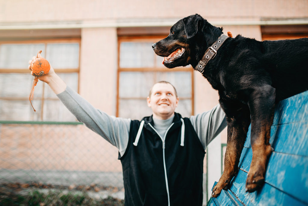 Dog at a dog training class