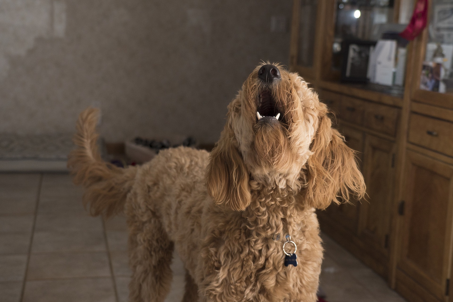 How to train a dog not to bark example dog barking in house