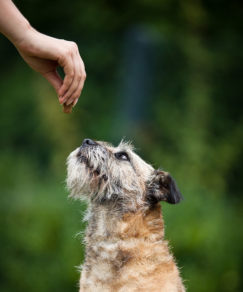 Little dog getting a reward during training not to bark