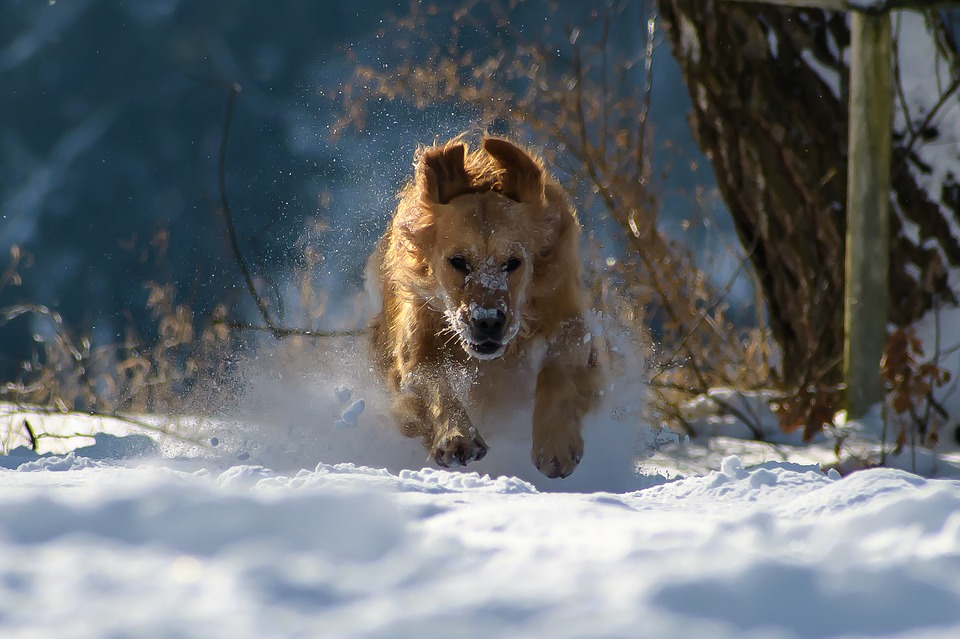 Dog Running Through Snow