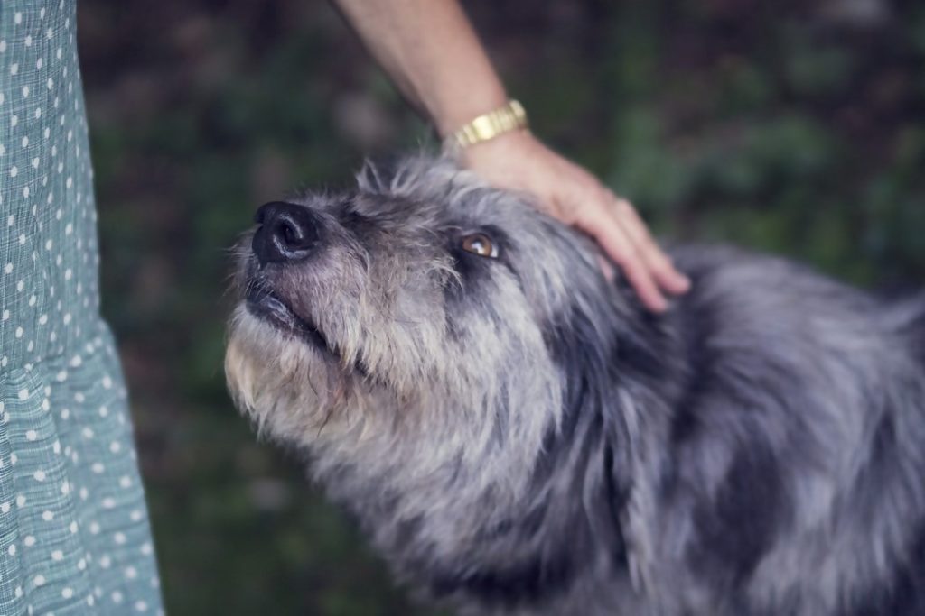 Dog receiving praise for stay