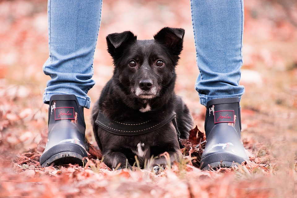 How to Train a Dog to Stay Image of Dog Between Owners Legs