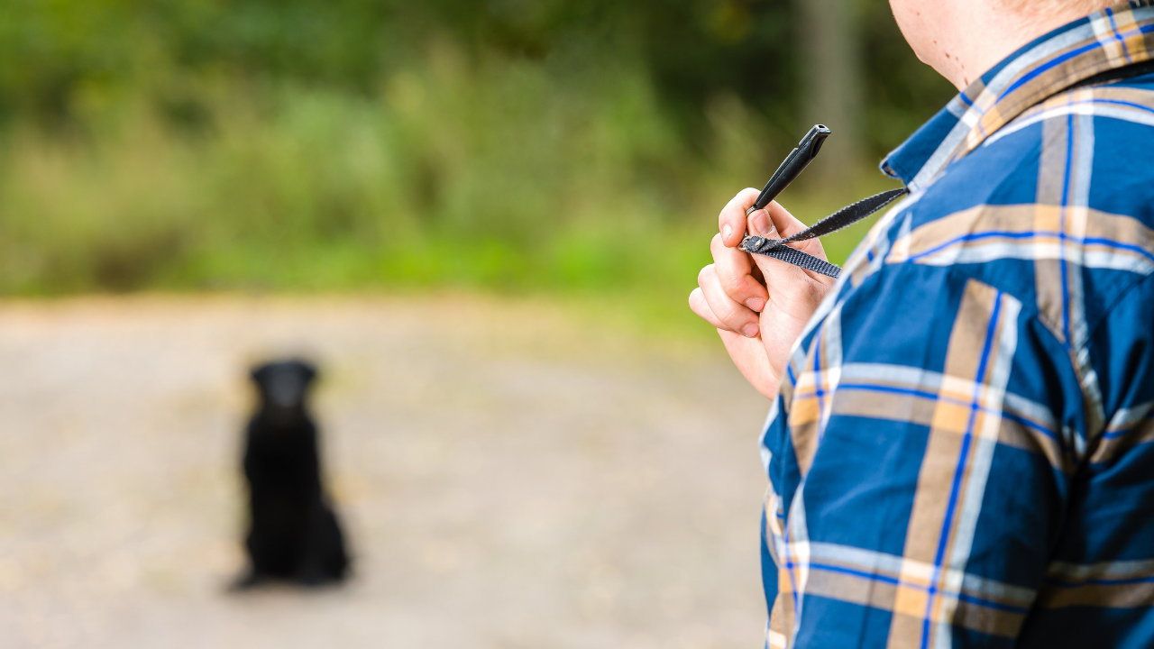 How to Use a Dog Training Whistle