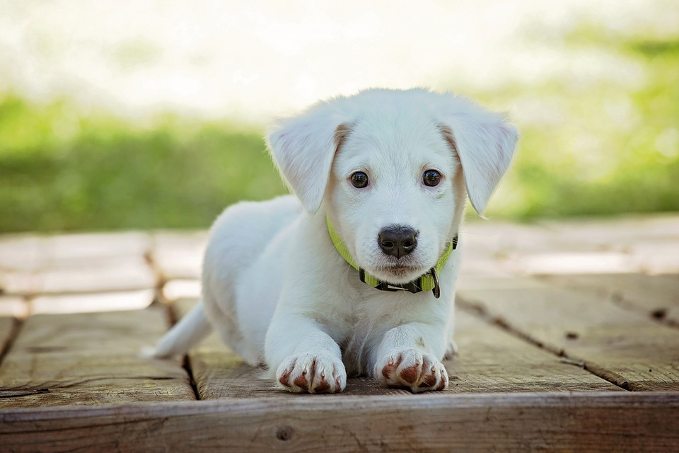 Labrador Puppy Being Taught How to Stay