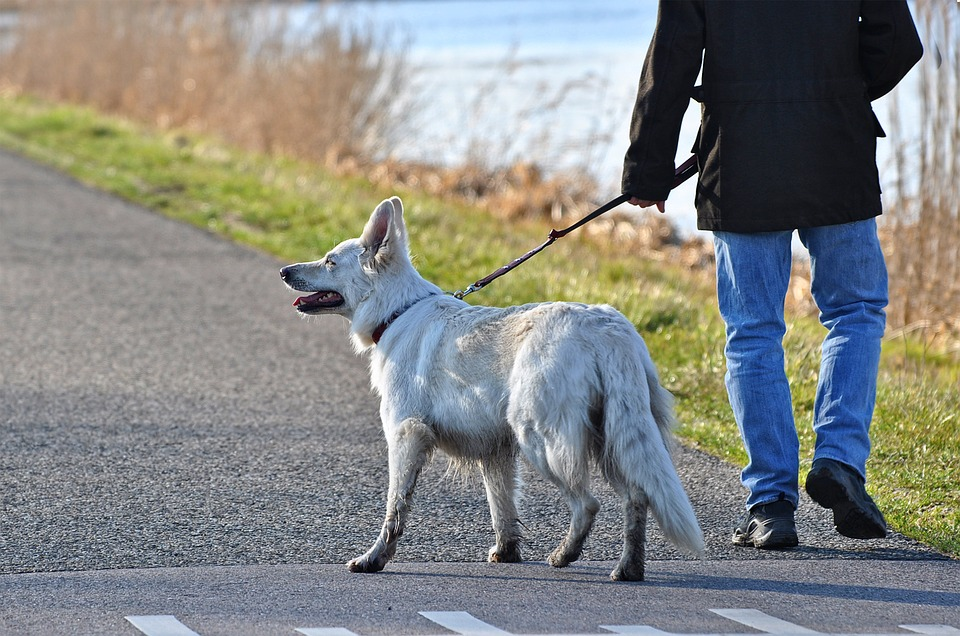 Large Dog Walking on a Leash