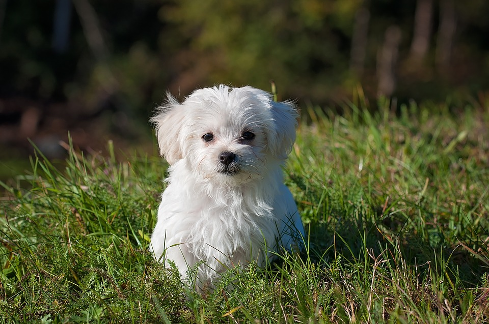Little White Dog Learning How to Stay
