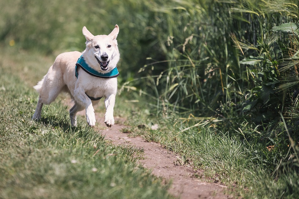 Train a Dogs Recall with a Dog Training Whistle