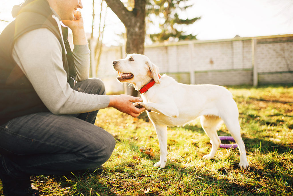 Dog doing training with owner