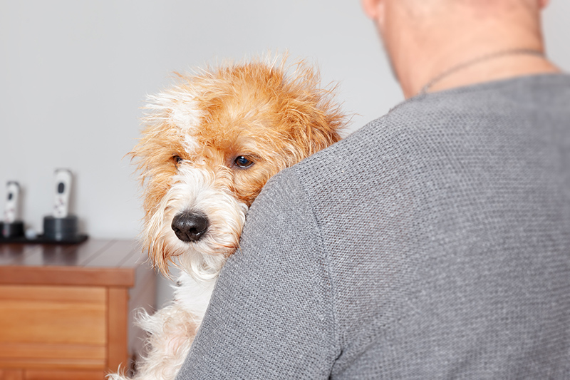 How to tell if your dog is sick image of dog being held