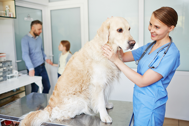 Labrador at the vets
