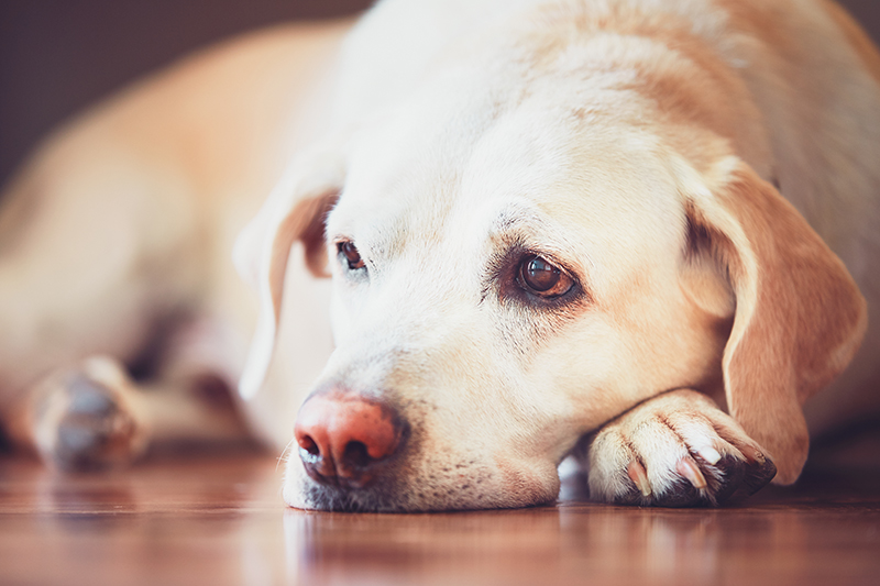 Sick Labrador How to Tell if Your Dog is Sick