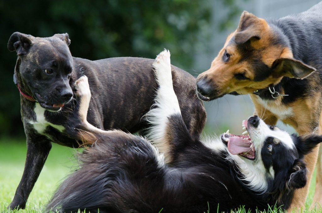 The 11 Best Medium Sized Dogs By Breed - All Doggos