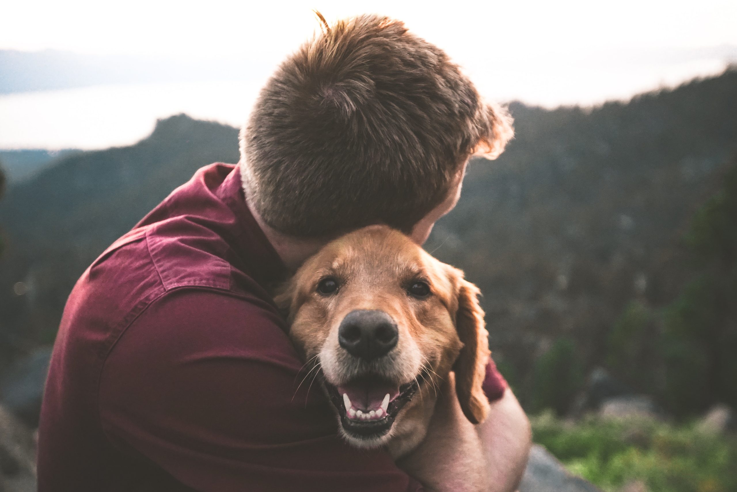 person hugging golden retreiver